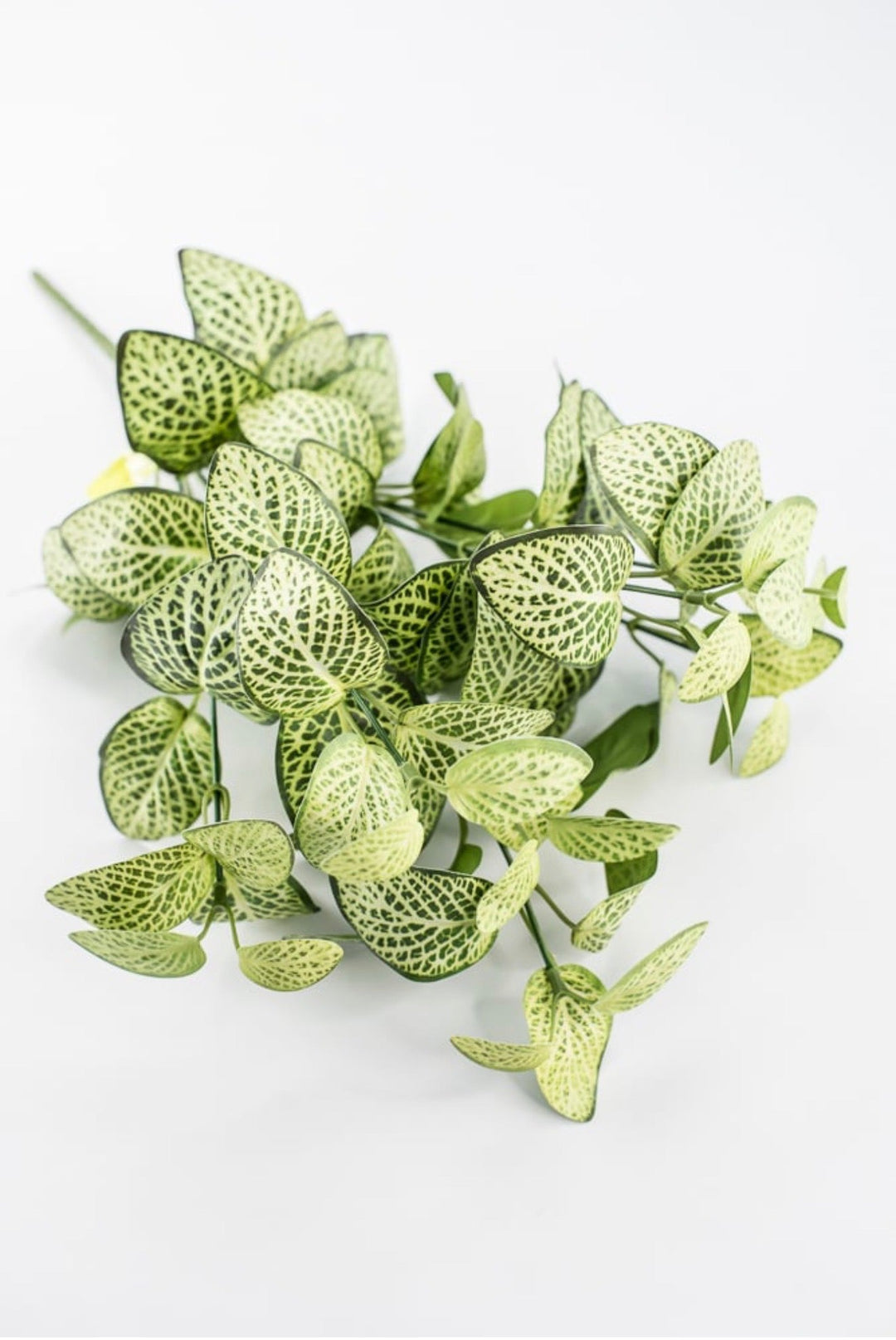Lime Green Fittonia Bush - 18" - Greenery Market13678LMGN