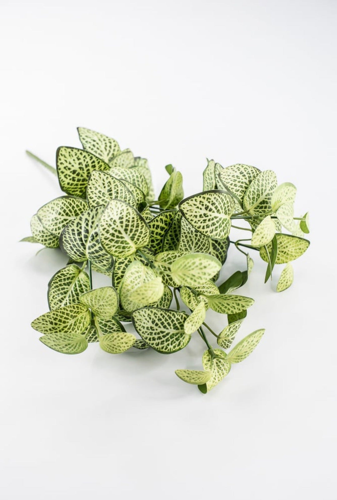 Lime Green Fittonia Bush - 18" - Greenery Market13678LMGN
