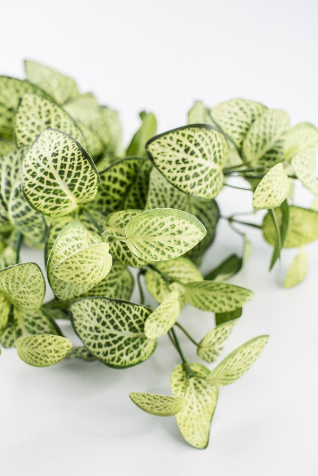 Lime Green Fittonia Bush - 18" - Greenery Market13678LMGN