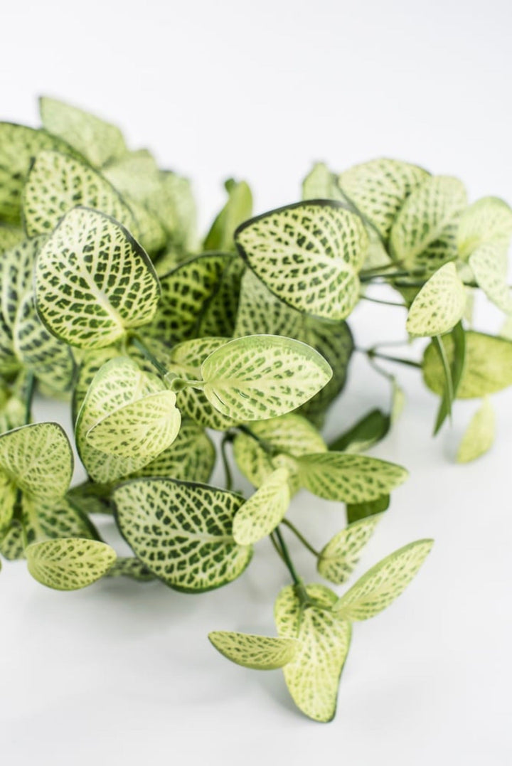 Lime Green Fittonia Bush - 18" - Greenery Market13678LMGN