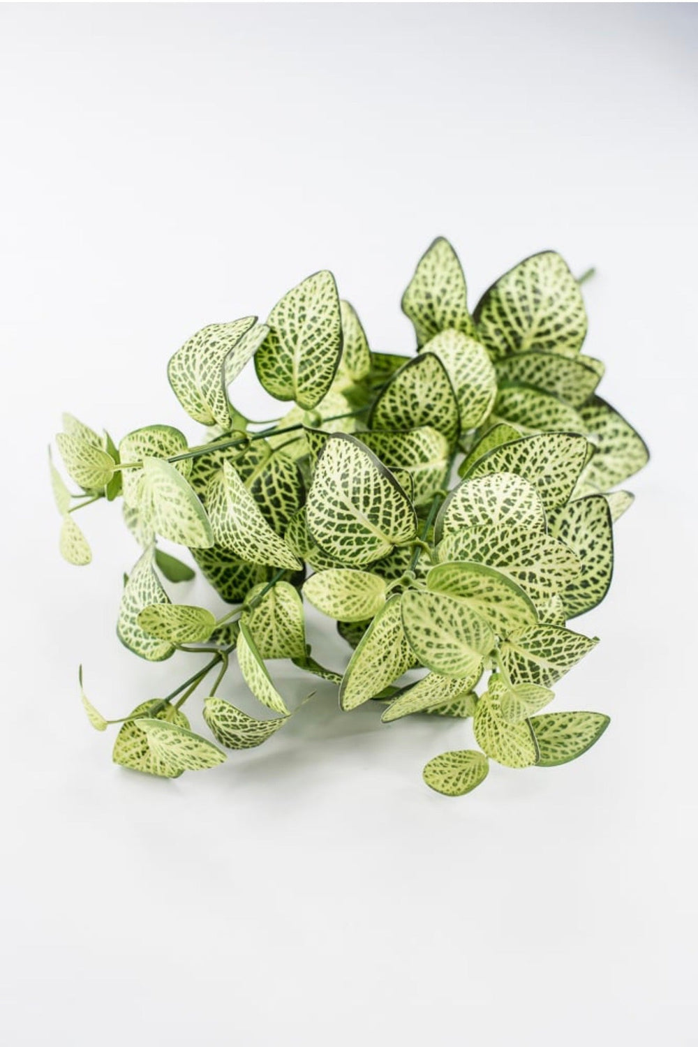 Lime Green Fittonia Bush - 18" - Greenery Market13678LMGN