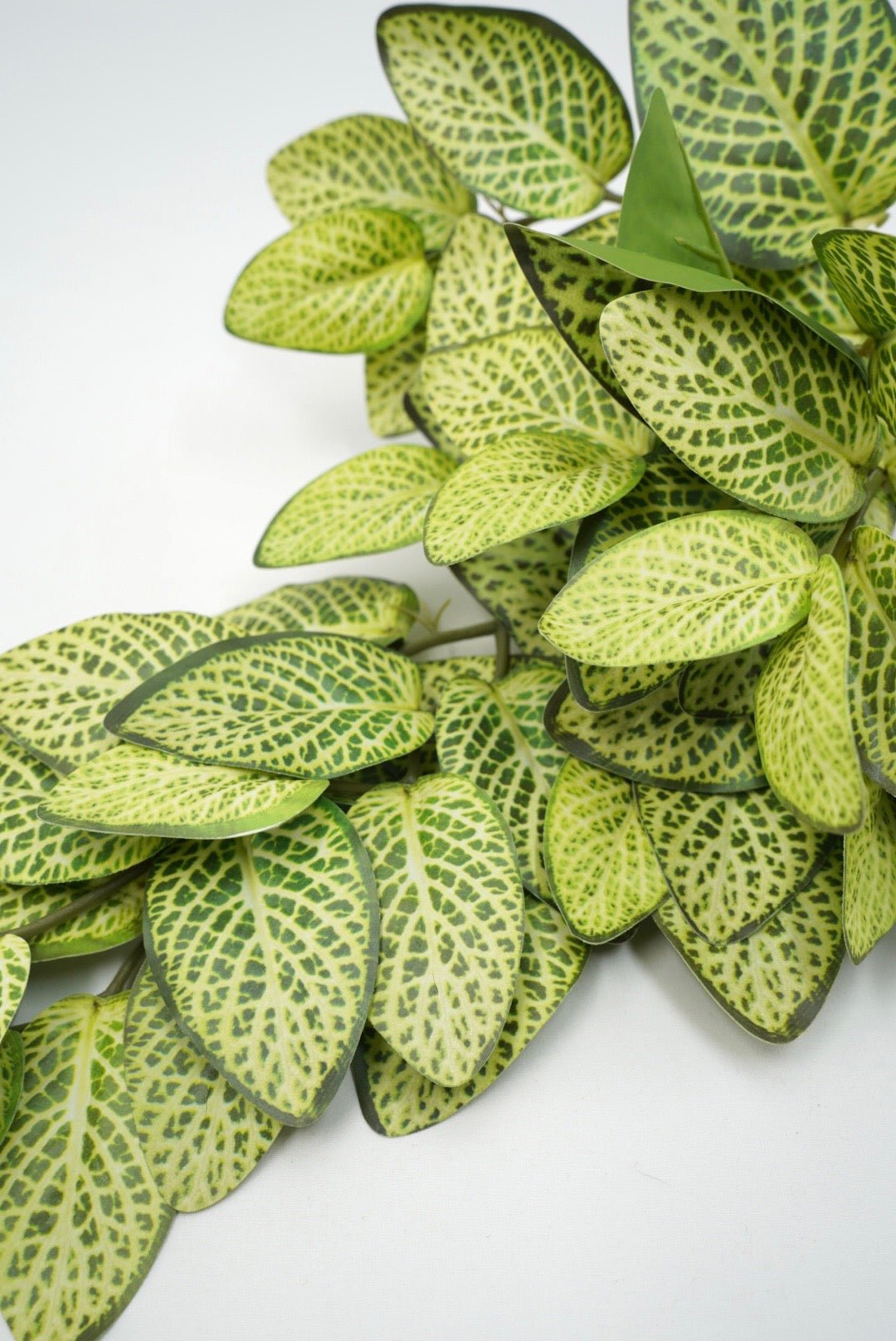 Lime Green Fittonia Hanging Bush - 14" - Greenery MarketArtificial Flowers13677LMGN