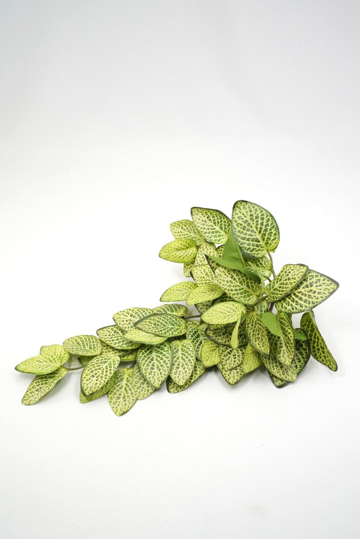 Lime Green Fittonia Hanging Bush - 14" - Greenery MarketArtificial Flowers13677LMGN
