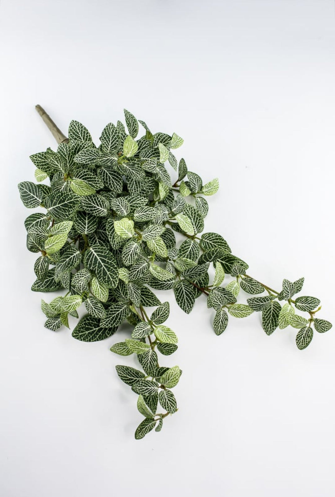 hanging fittonia plant Mini fittonia hanging bush vine