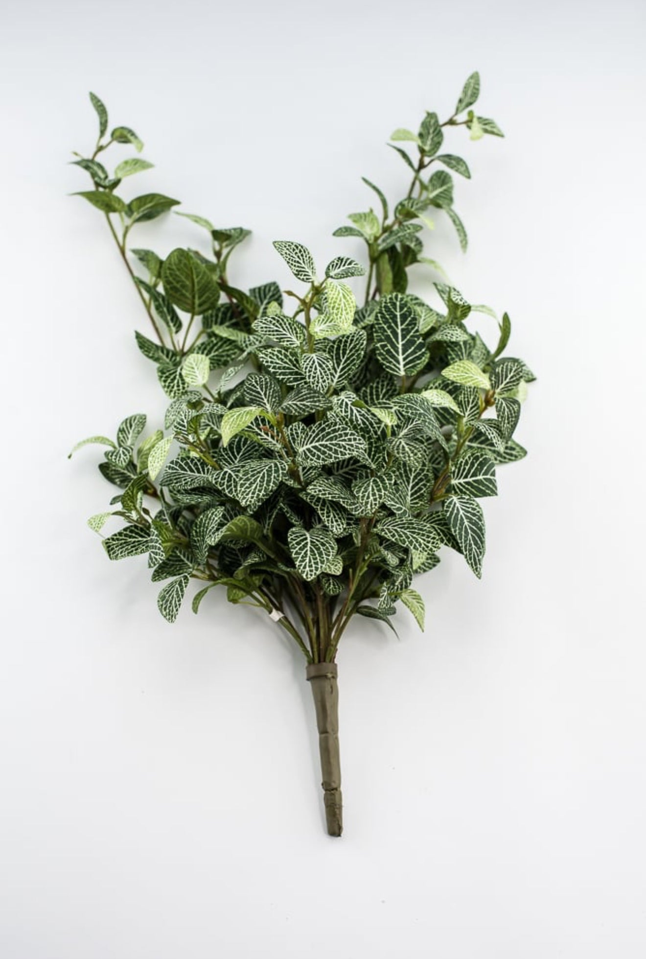 Mini fittonia hanging bush vine - Greenery Market