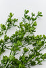 mini flowering greenery bush - Greenery Market84063
