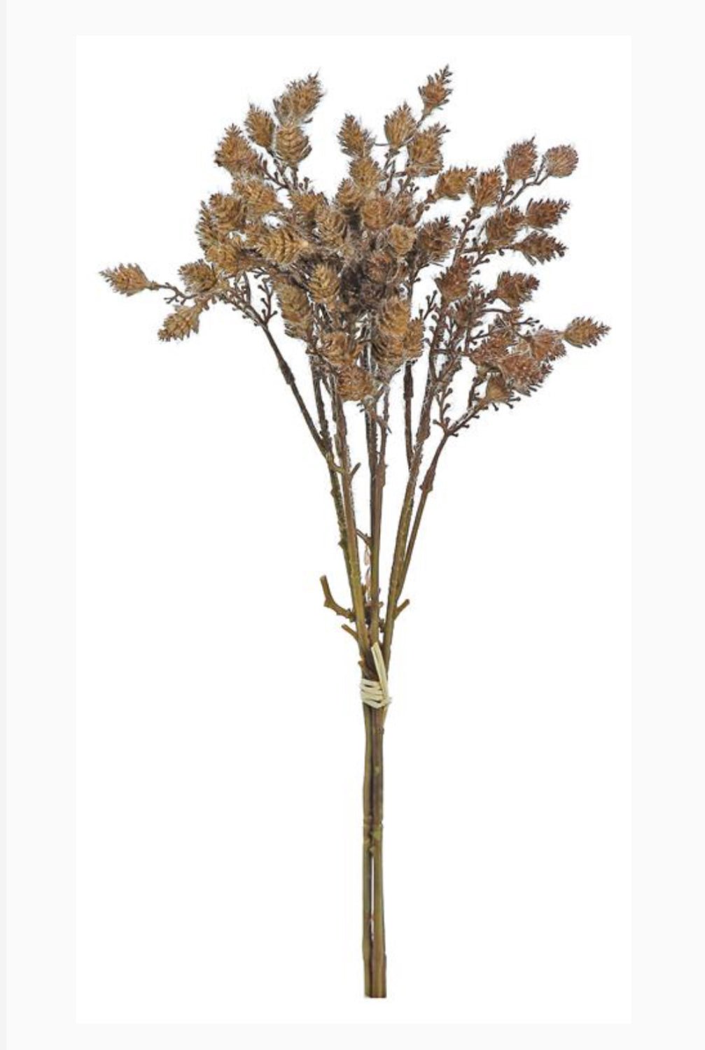 Mini pinecone bundle Greenery Market