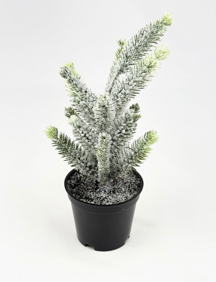 Mini potted Christmas tree - Greenery MarketHome decorV4500