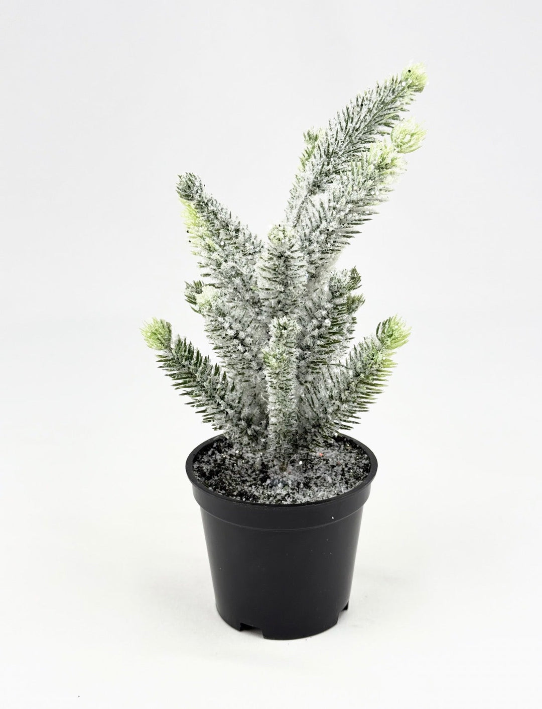 Mini potted Christmas tree - Greenery MarketHome decorV4500