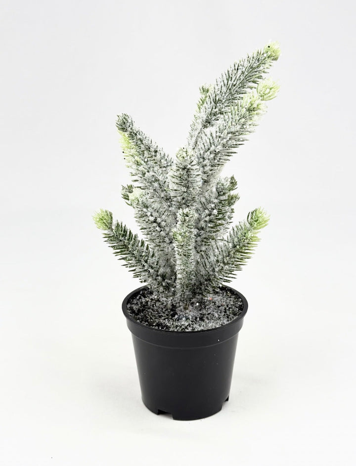 Mini potted Christmas tree - Greenery MarketHome decorV4500