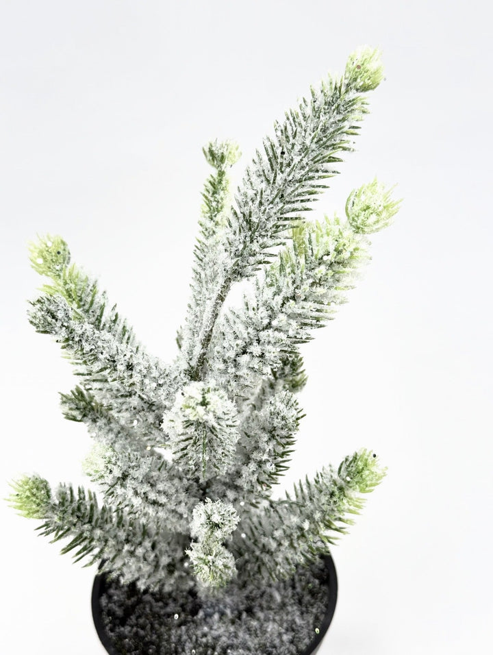 Mini potted Christmas tree - Greenery MarketHome decorV4500