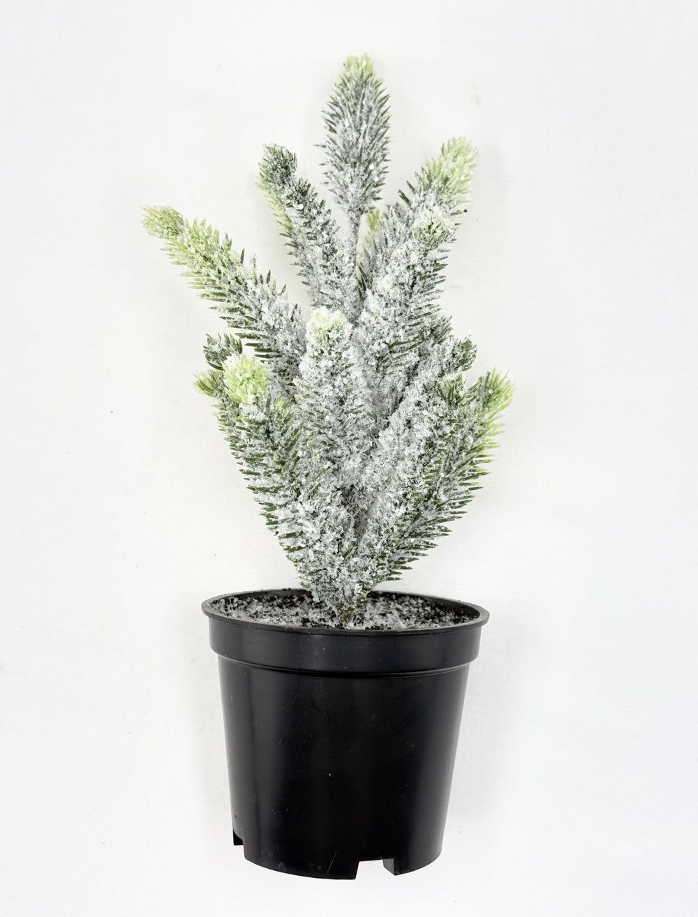 Mini potted Christmas tree - Greenery MarketHome decorV4500