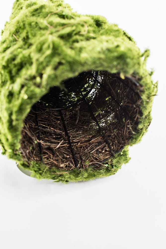moss cone tree or container 12" green - Greenery Marketwreath base & containersMTF24149