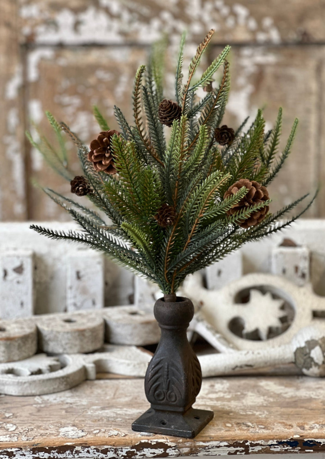 Norfolk pine bush with cones - Greenery MarketXM6068