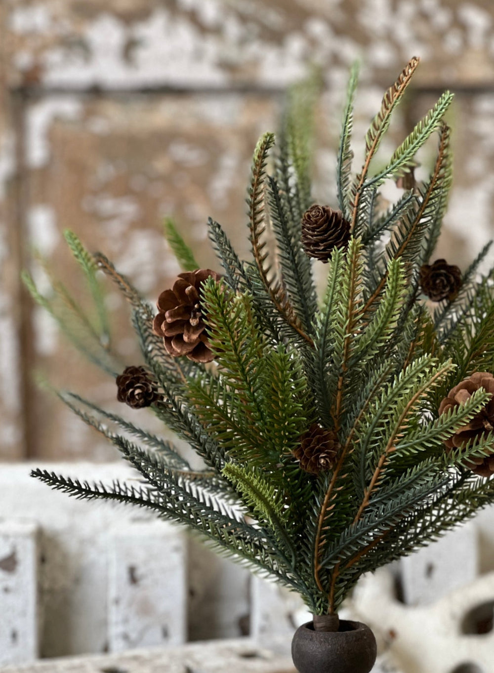 Norfolk pine bush with cones - Greenery MarketXM6068