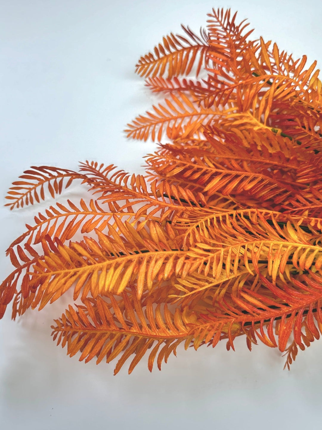 Orange fern, greenery x 2 bushes - Greenery Marketgreenery43224