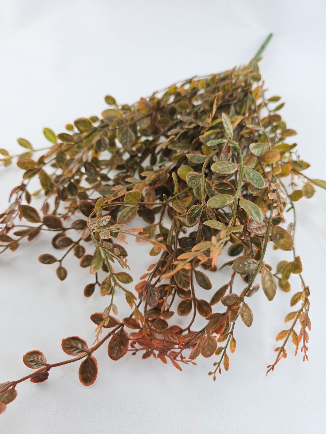 Orange tipped Boxwood, greenery, fall boxwood - Greenery Marketgreenery13137fa