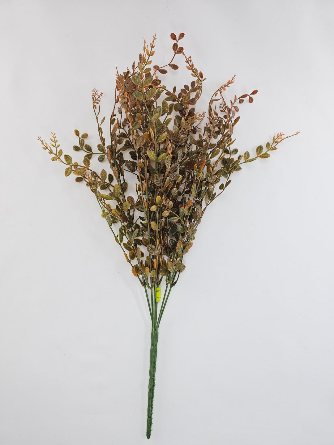 Orange tipped Boxwood, greenery, fall boxwood - Greenery Marketgreenery13137fa