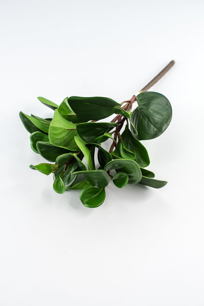 Peperomia bush green - Greenery Marketgreenery2320044DG