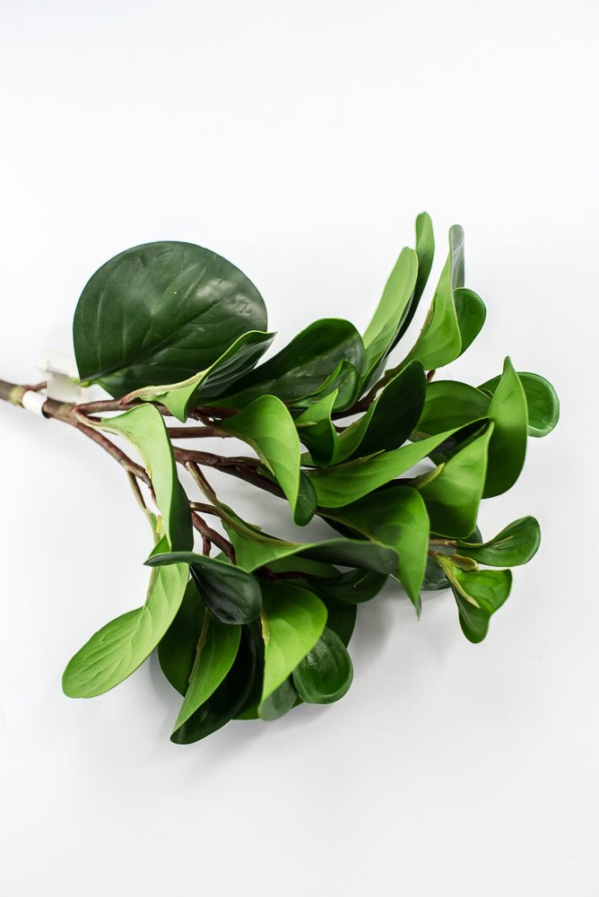 Peperomia bush green - Greenery Marketgreenery2320044DG