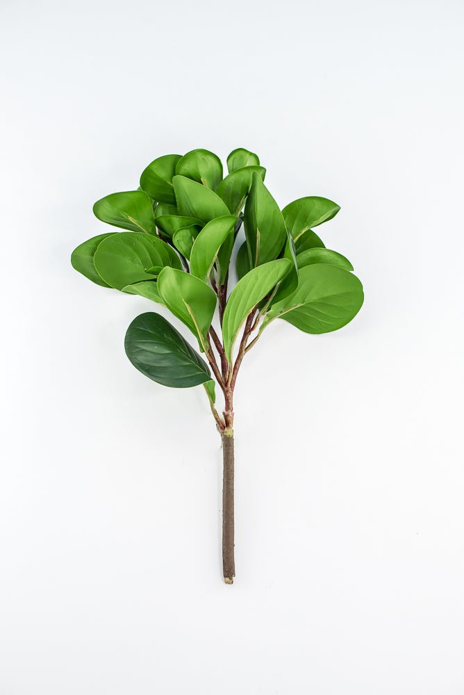Peperomia bush green - Greenery Marketgreenery2320044DG