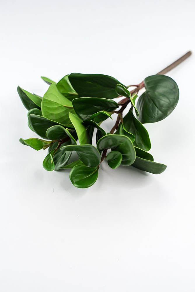 Peperomia bush green - Greenery Marketgreenery2320044DG