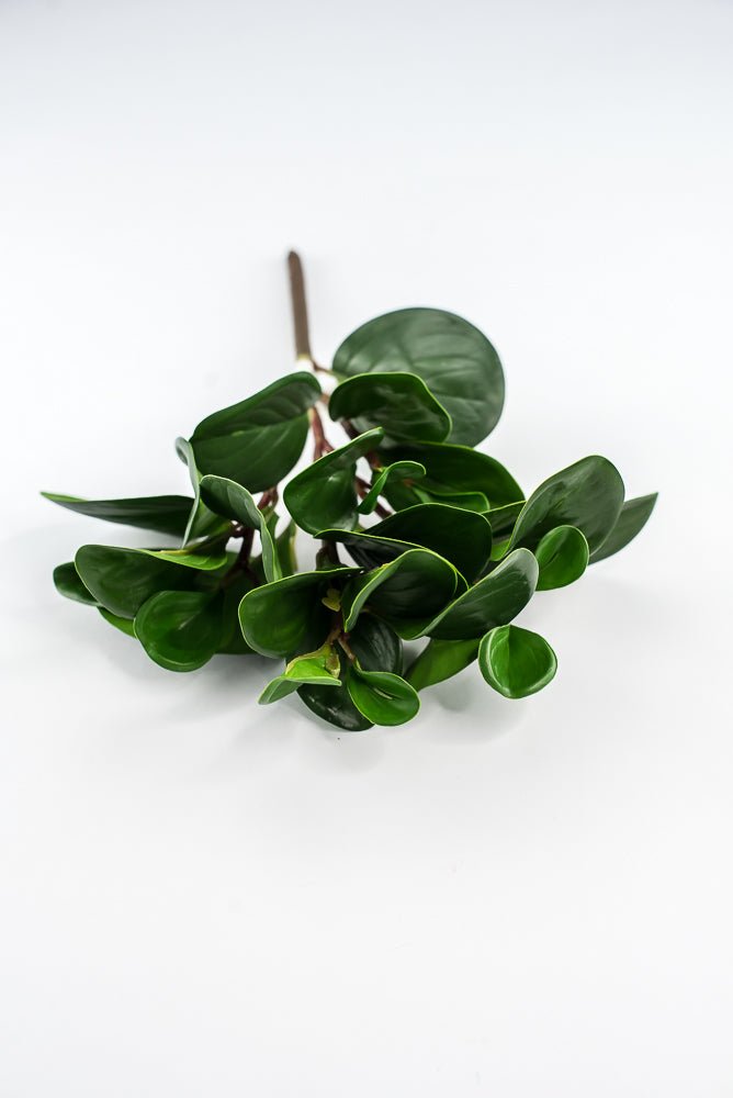 Peperomia bush green - Greenery Marketgreenery2320044DG