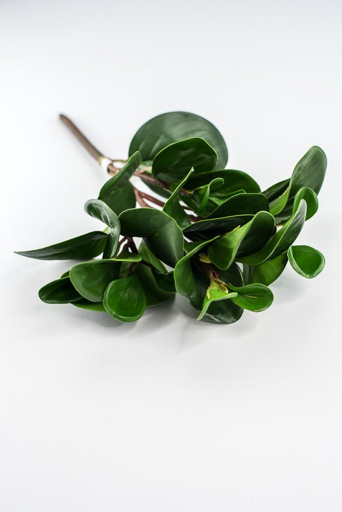 Peperomia bush green - Greenery Marketgreenery2320044DG