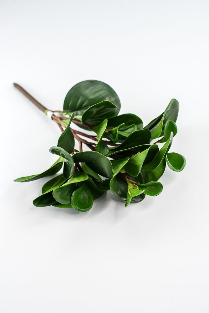 Peperomia bush green - Greenery Marketgreenery2320044DG