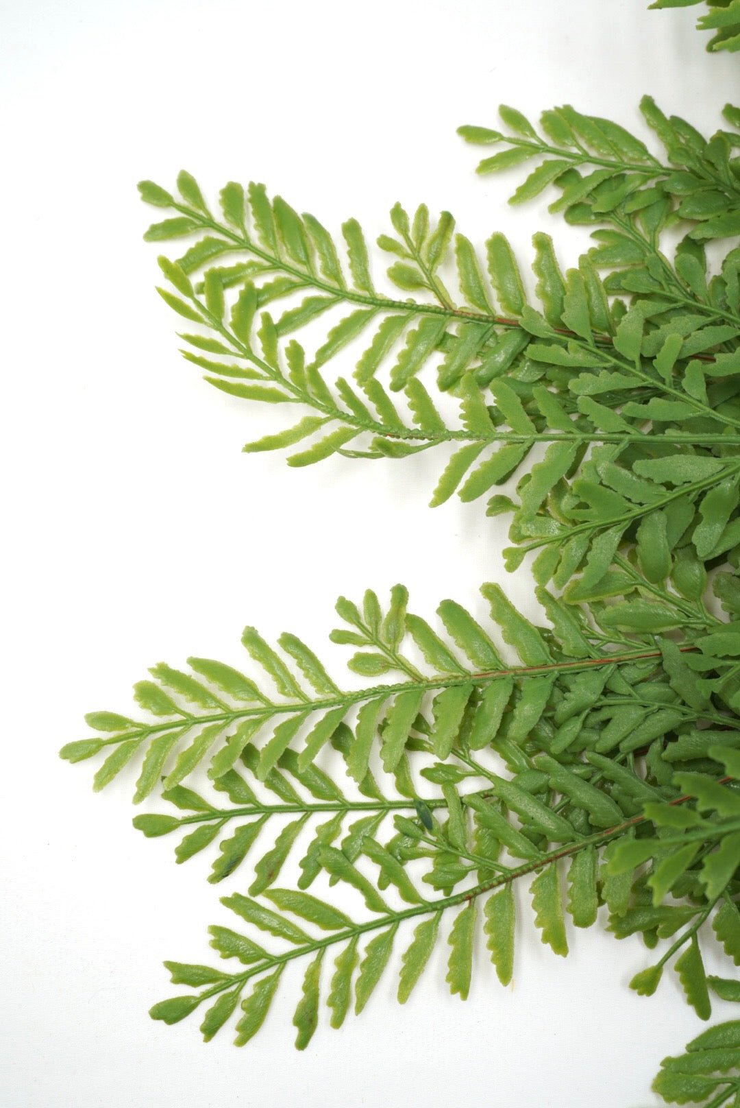 Persian Leaves Bush - Soft Touch - Greenery Market28307