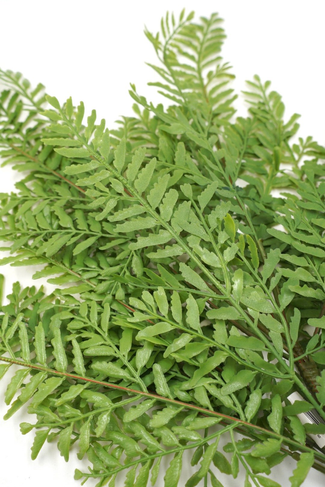 Persian Leaves Bush - Soft Touch - Greenery Market28307