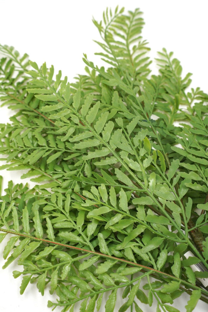 Persian Leaves Bush - Soft Touch - Greenery Market28307