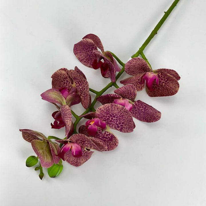 phalaenopsis, orchid Flower spray - Russet - real touch - Greenery MarketArtificial FloraMTF20032 RUSS