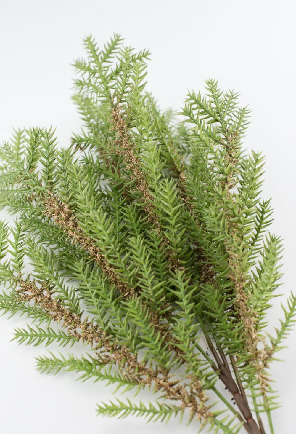 Pine tree bush - Greenery MarketFl6126 - G