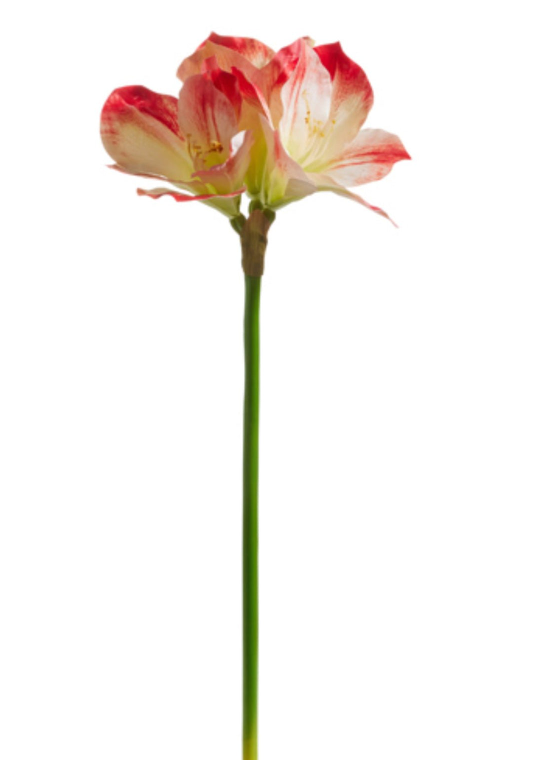 Pink Amaryllis stem - Greenery MarketF4441741