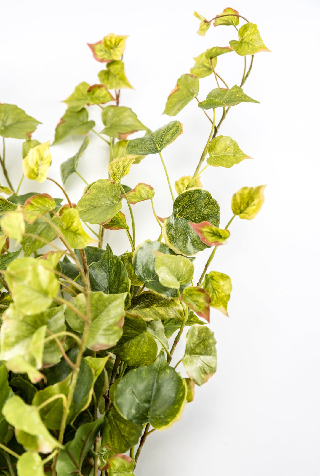 Potatoe Leaf Spray x Bulk 6 Sprays - Greenery MarketMTF24585