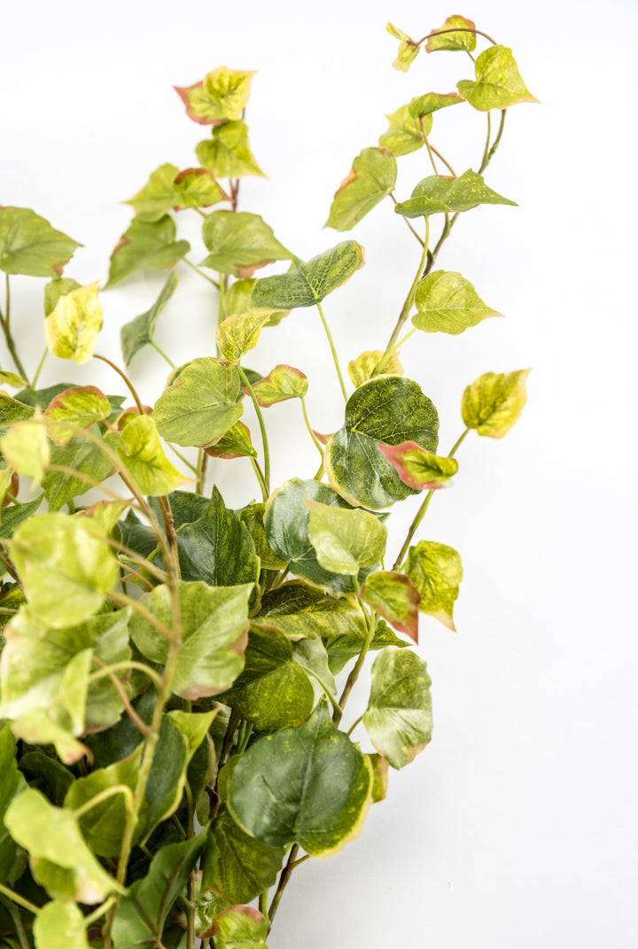 Potatoe Leaf Spray x Bulk 6 Sprays - Greenery MarketMTF24585