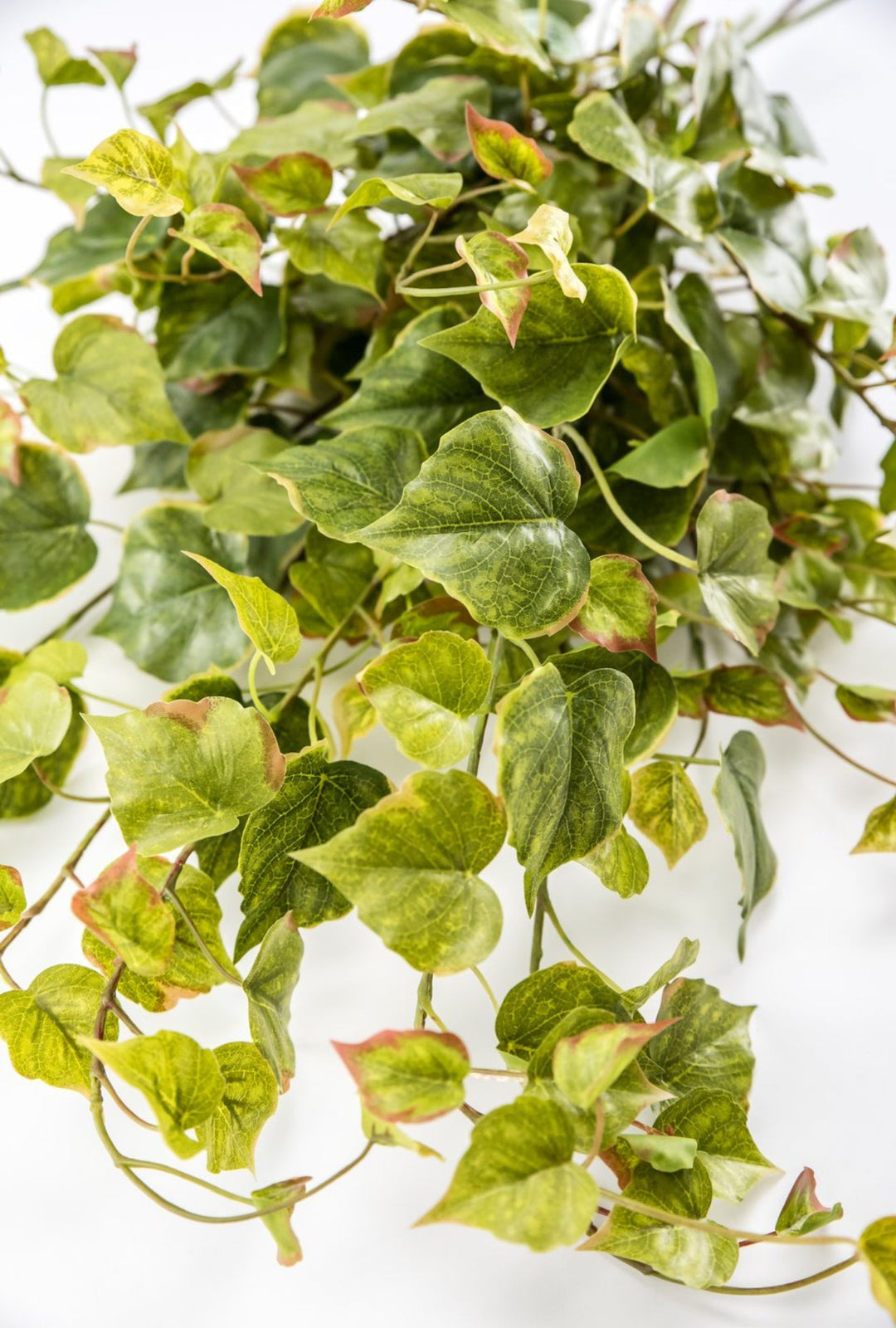 Potatoe Leaf Spray x Bulk 6 Sprays - Greenery MarketMTF24585