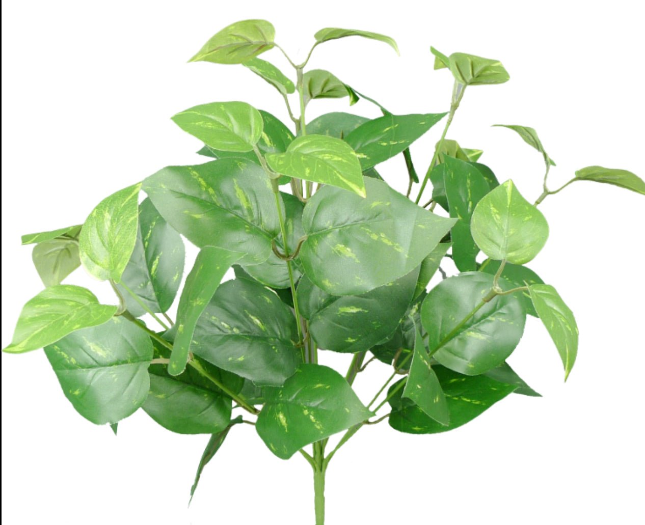 Potho leaves plant bush - Greenery Marketgreenery13396gn