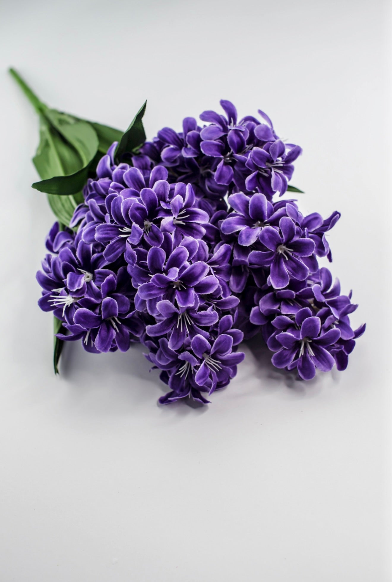 ヤマツツジ/紫花【現品発送】管理80208 Purple hyacinth bush - Greenery Market
