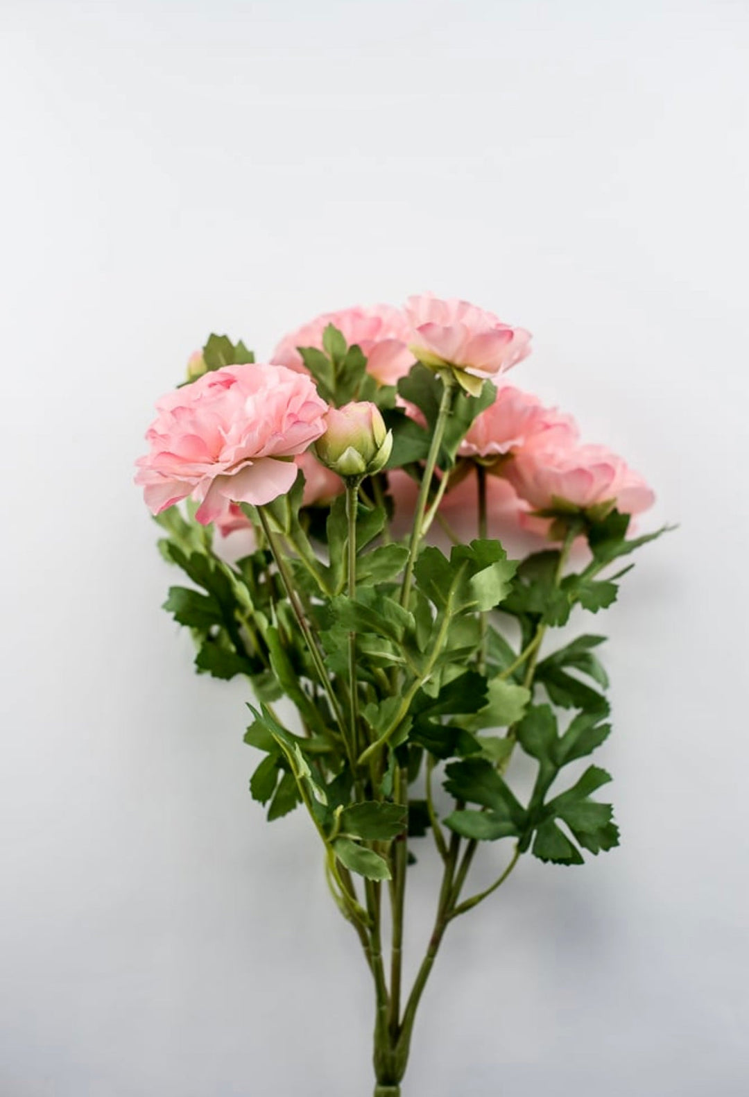 Pink Ranunculus Bush Ranunculus bush - pink - Greenery Market
