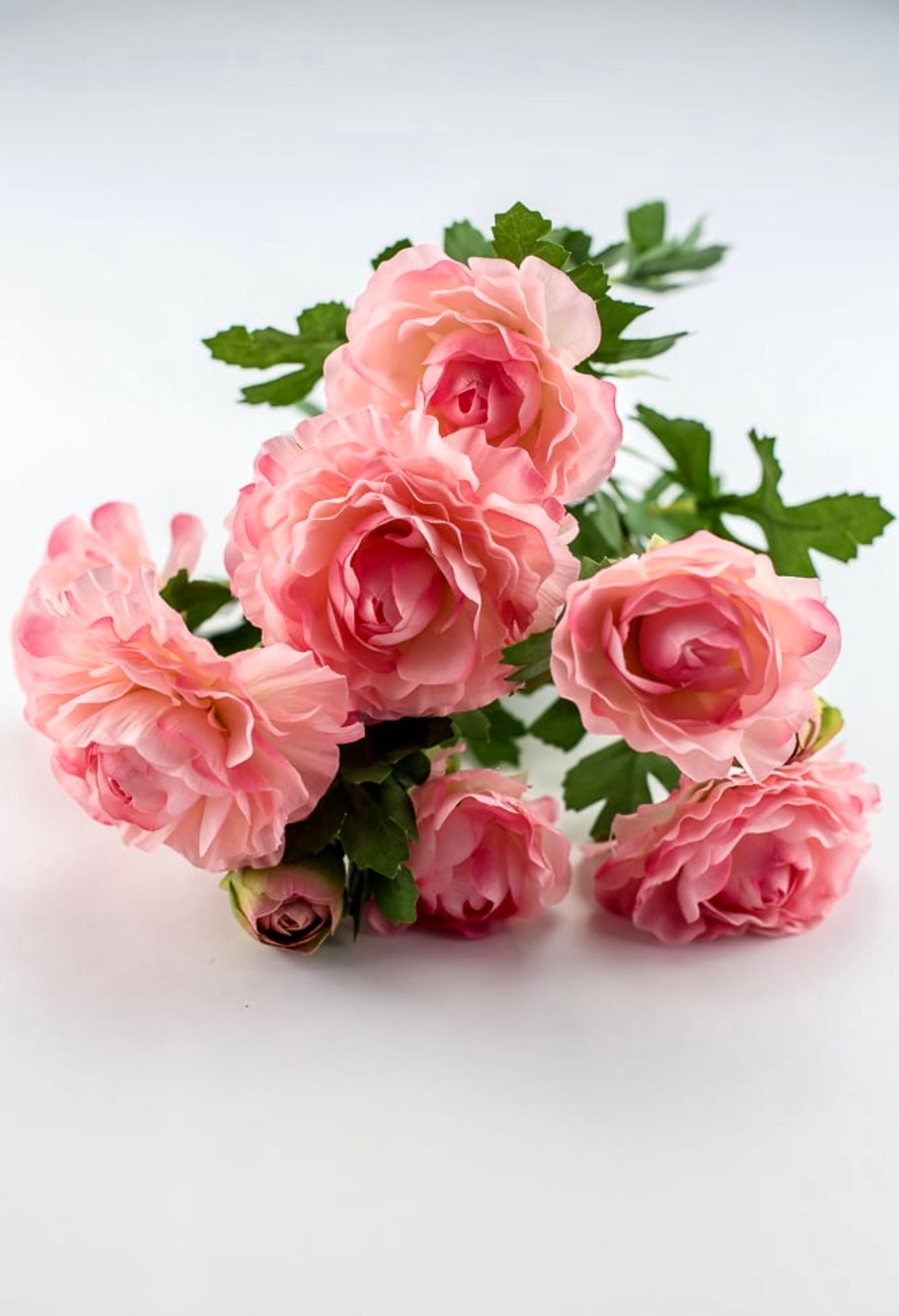 Pink Ranunculus Bush Ranunculus bush - pink - Greenery Market