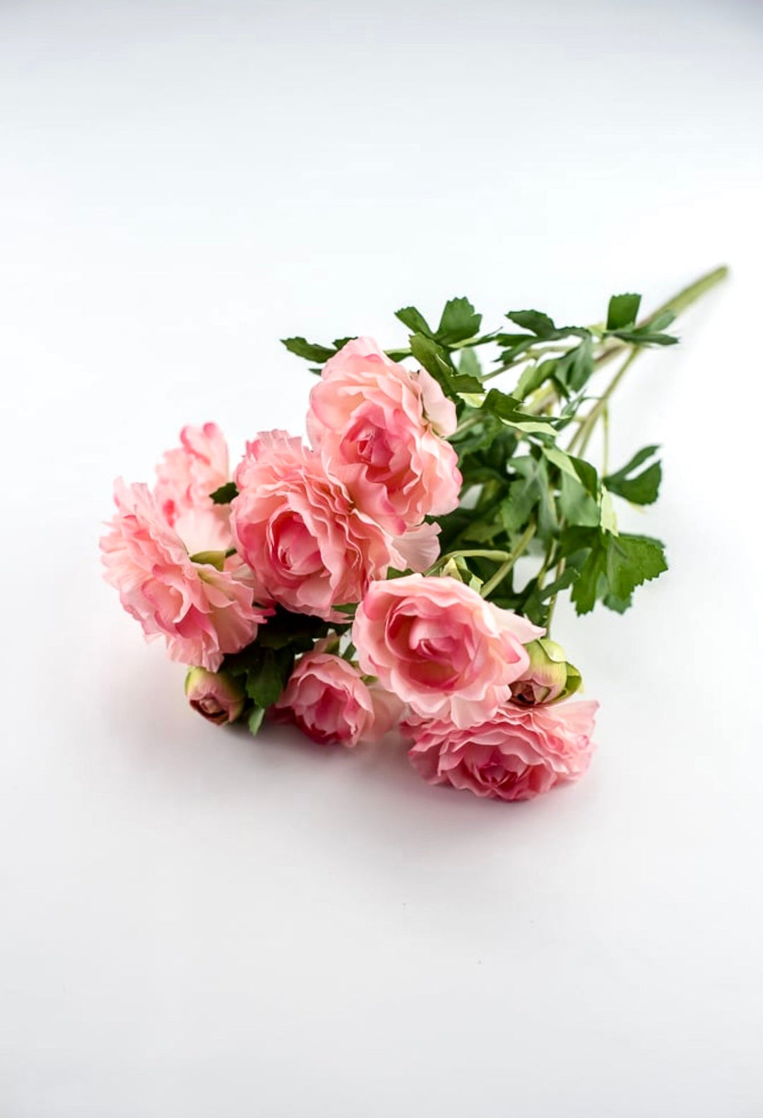 Pink Ranunculus Bush Ranunculus bush - pink - Greenery Market