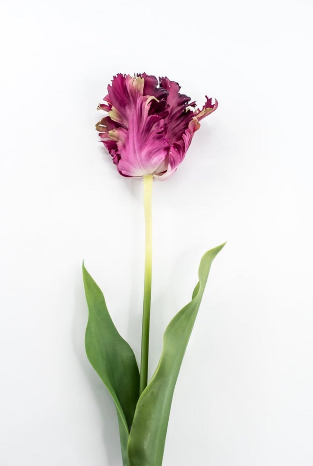 RAZ Imports Dark Magenta Real Touch Parrot Tulip Stem - 23.5" - Greenery MarketF4615289