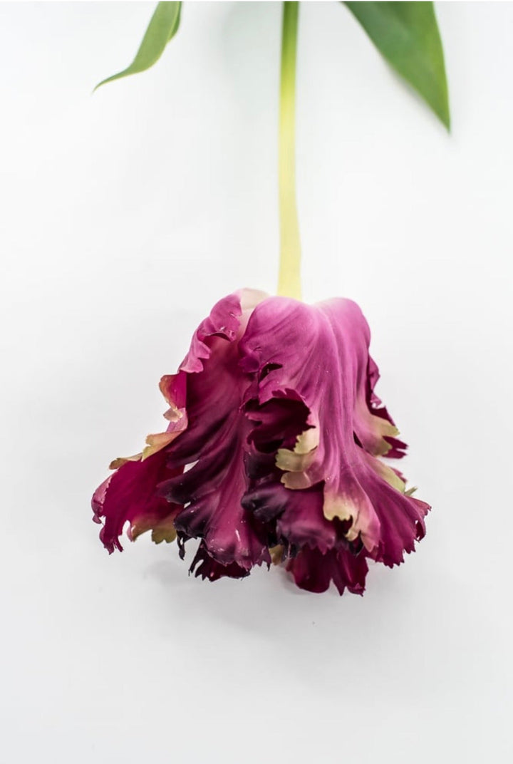 RAZ Imports Dark Magenta Real Touch Parrot Tulip Stem - 23.5" - Greenery MarketF4615289