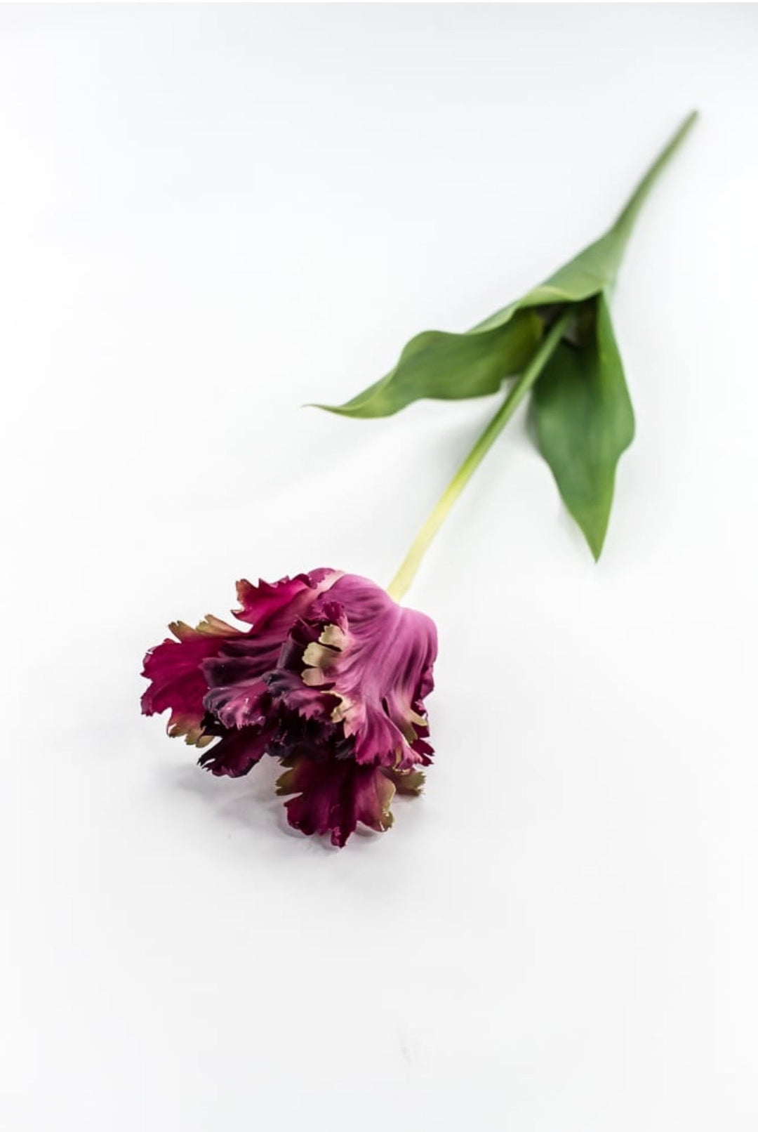 RAZ Imports Dark Magenta Real Touch Parrot Tulip Stem - 23.5" - Greenery MarketF4615289