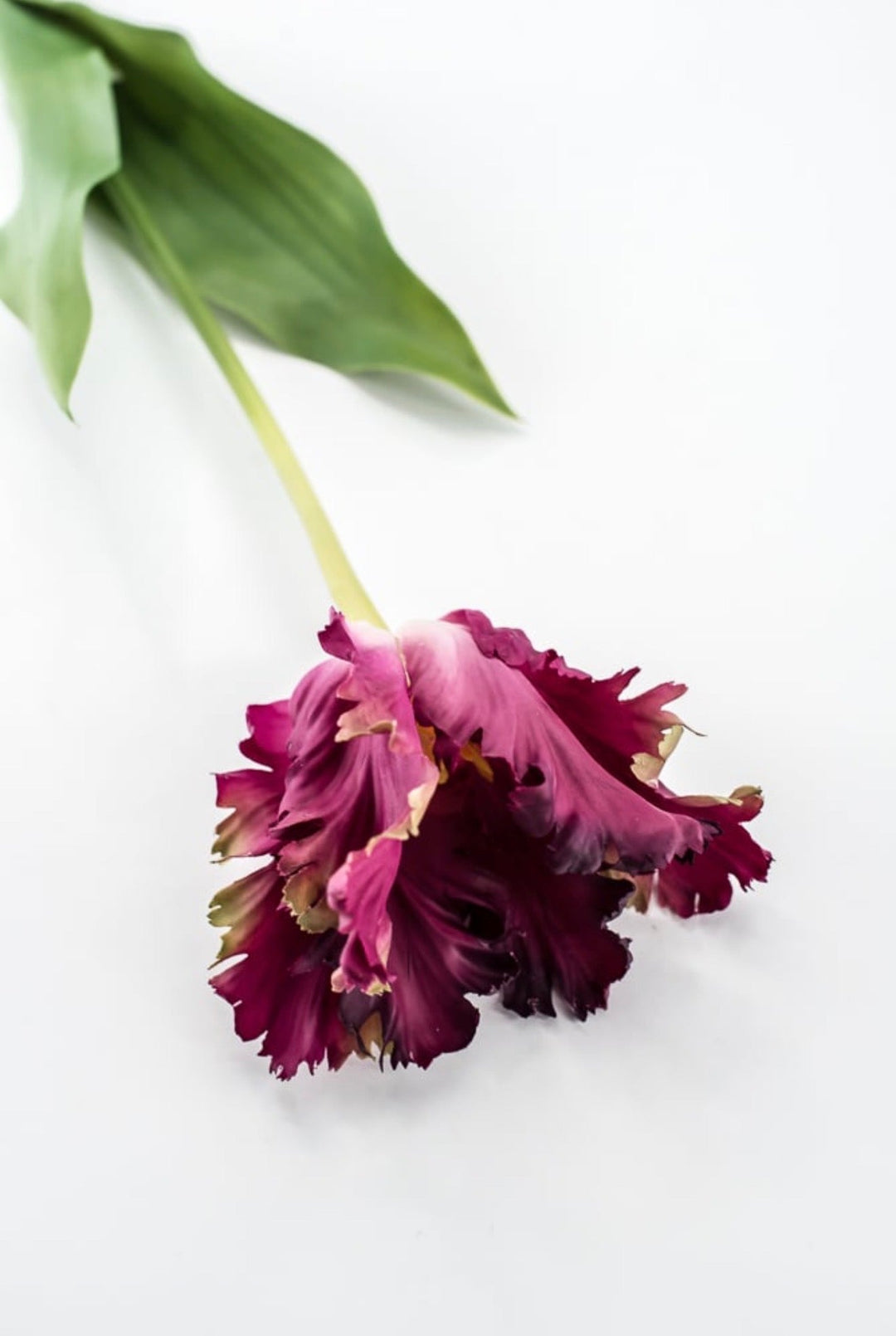 RAZ Imports Dark Magenta Real Touch Parrot Tulip Stem - 23.5" - Greenery MarketF4615289