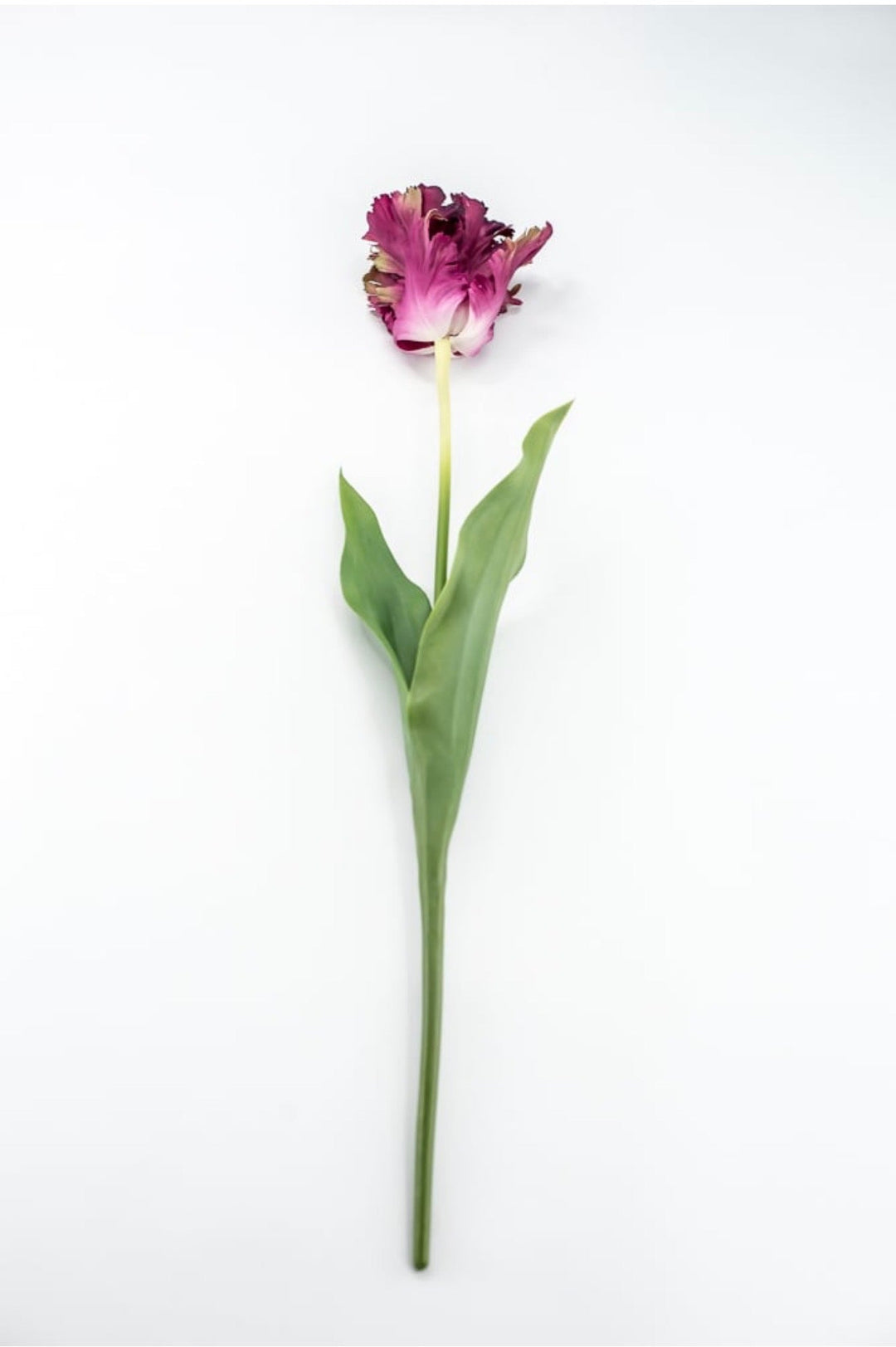 RAZ Imports Dark Magenta Real Touch Parrot Tulip Stem - 23.5" - Greenery MarketF4615289
