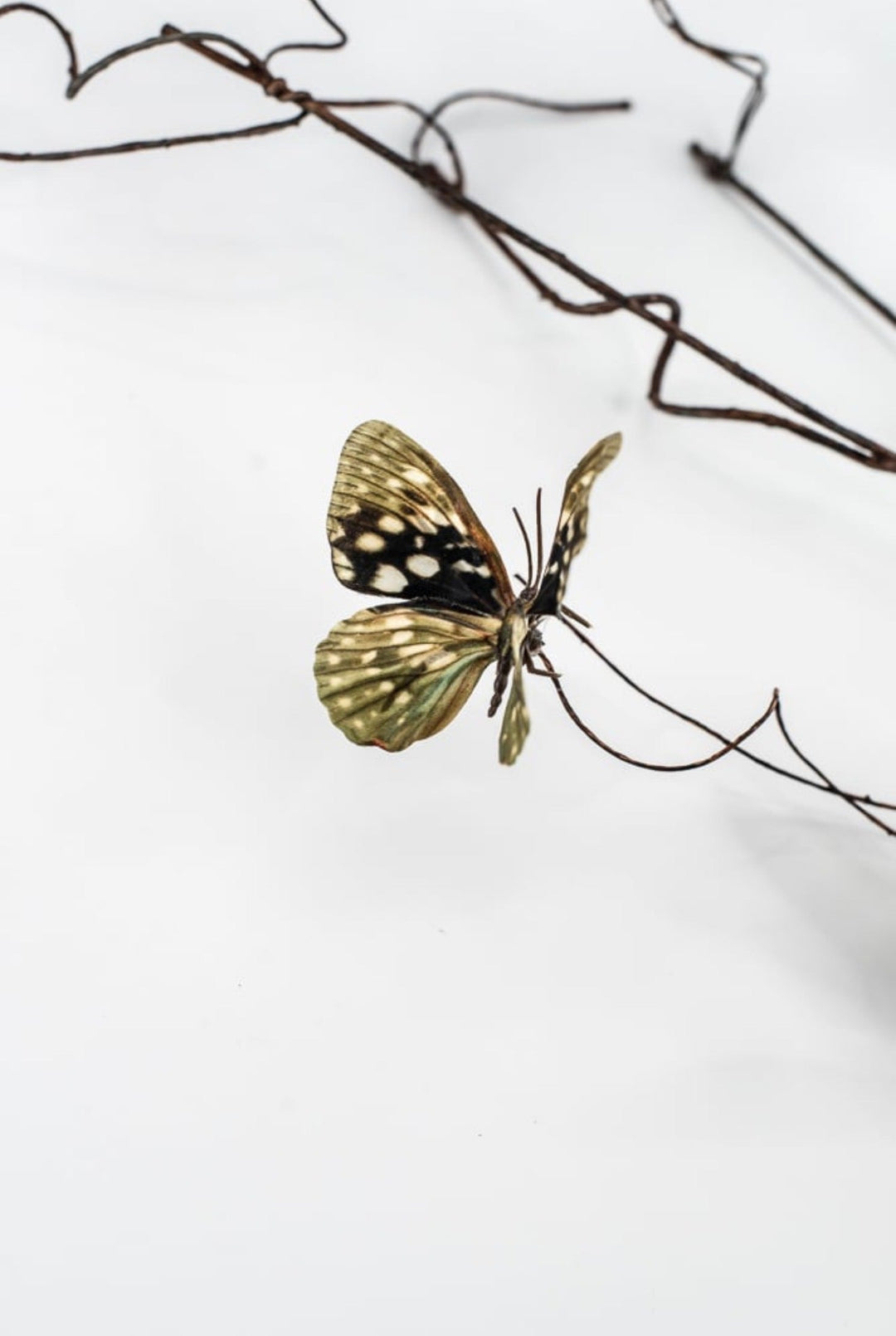 RAZ Imports Natural Butterfly Branch - 48" - Greenery MarketF4622654