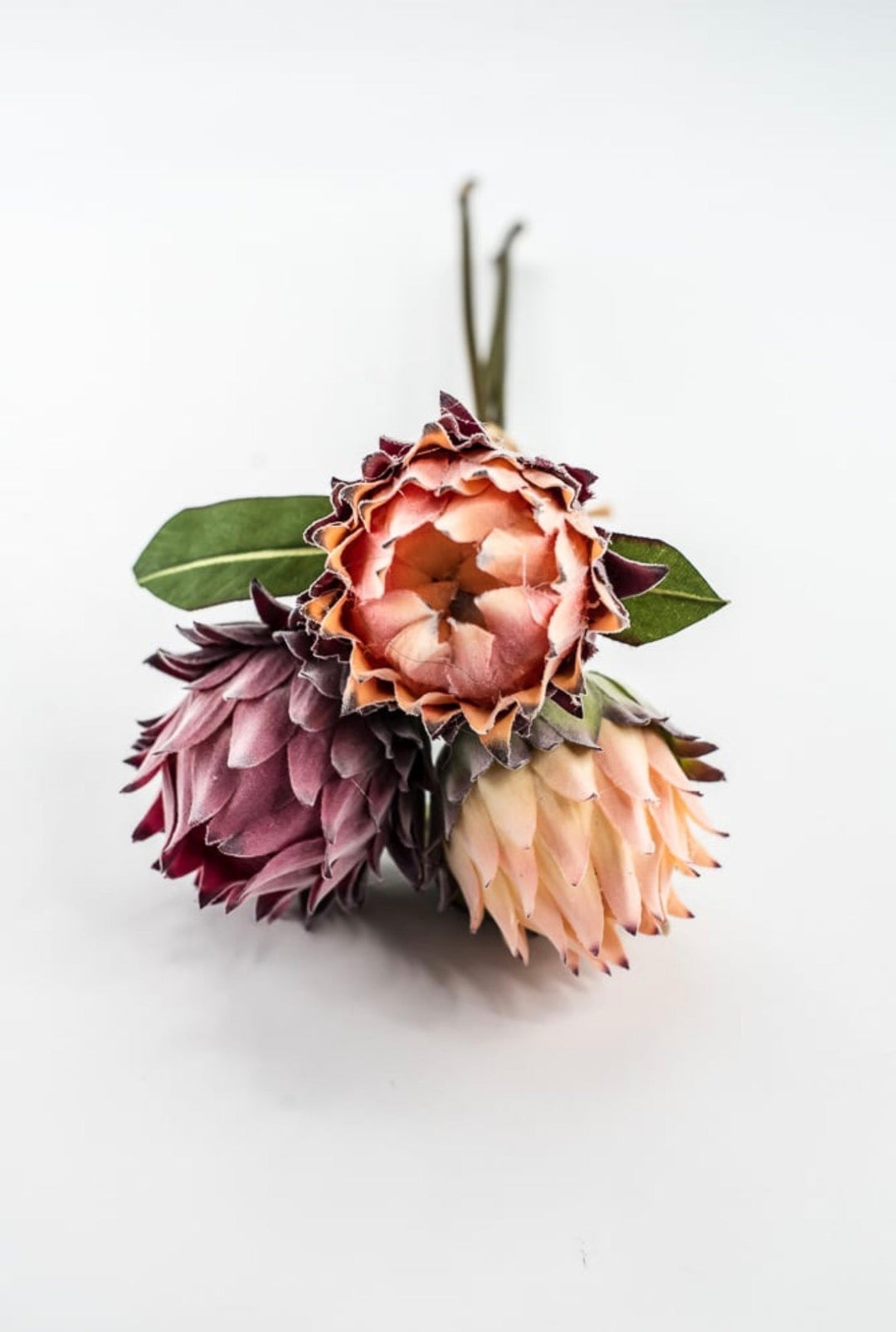 RAZ imports, Protea Bundle - 16" - Greenery MarketF4602064